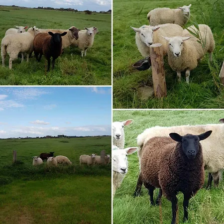 Tammwarftshof * 펠웜