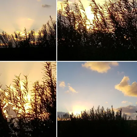 아파트 Tammwarftshof 펠웜